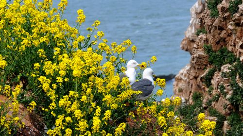 五月花开浪漫时 牵手去游海驴岛