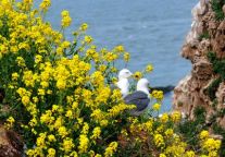 五月花开浪漫时 牵手去游海驴岛
