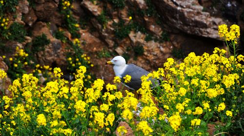 五月花开浪漫时 牵手去游海驴岛