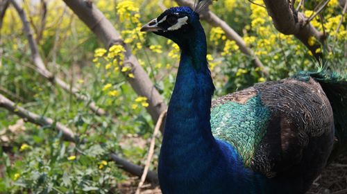 五月花开浪漫时 牵手去游海驴岛