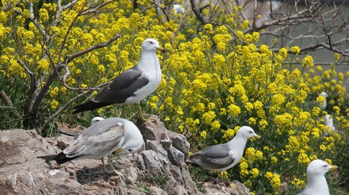 五月花开浪漫时 牵手去游海驴岛