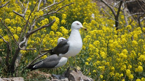 五月花开浪漫时 牵手去游海驴岛