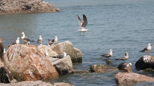 五月花开浪漫时 牵手去游海驴岛