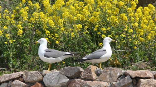 五月花开浪漫时 牵手去游海驴岛