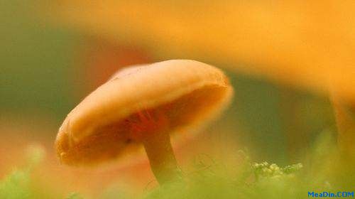 酒店人才培育：如何让“蘑菇”茁壮成长