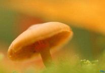 酒店人才培育：如何让“蘑菇”茁壮成长
