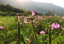 加强保护生态 探索旅游扶贫 广西—— 山水秀 百姓富