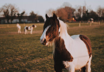 海南瑞泽：30亿元马术文化小镇项目已获农垦备案