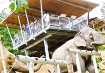 迈点译讯 | 旅游模式转型 尼泊尔改骑象村为野外观察目的地