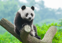 锦江之星丨六一，带小朋友探访奇妙朋友