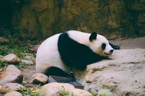 爱彼迎发布首个中国的独家项目：和成都大熊猫住一起