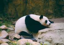 爱彼迎发布首个中国的独家项目：和成都大熊猫住一起