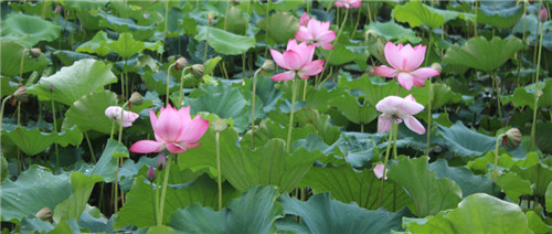 摄图网_500709072_wx.jpg
