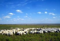 西域风情书香羊肉节！即将开幕！