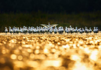 白玉兰酒店：扬州、盐城|谁把春光，平分一半