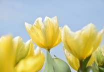 华侨城昆明世博园改造提升项目集中开工