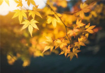 新派公寓：治愈一个人，到底有多简单？