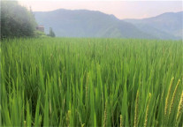 蝶来酒店集团、青田县蝶来水稻种植专业合作社--走出村企合作"消薄”之路