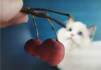 目的地营销4：新兴目的地如何平衡营销和管理