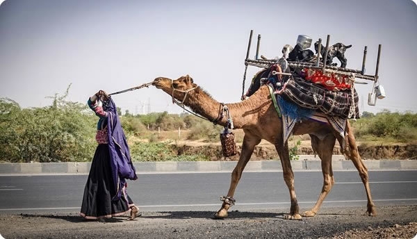 Gujarat-Camel-Caravan