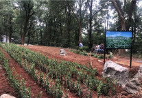 茶园搬进酒店，蝶来酒店集团打造主题文化深度体验项目