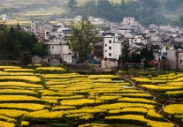 挤不进浙江领衔的全国TOP10，“河南们”该不该再押宝乡村民宿？