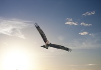 10年打造3家上市公司，中国酒店业“乔布斯”再敲钟，市值超千亿