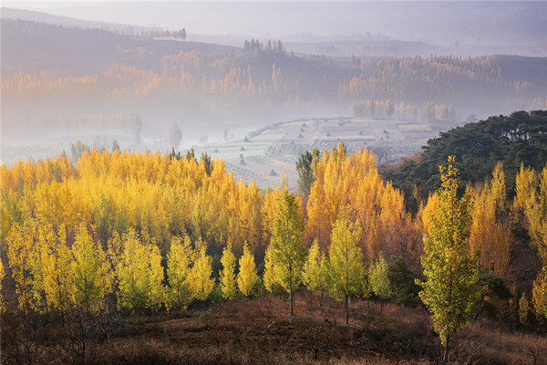 临沂风景图.jpg