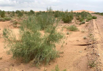 碧家代你去沙漠植树，为绿水青山作出BIG+贡献