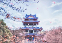 早春江南府邸游，遇花期、巡花路、探花海、宿书香