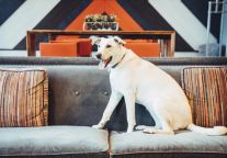 宠物友好型酒店吸引人们前来｜迈点译讯