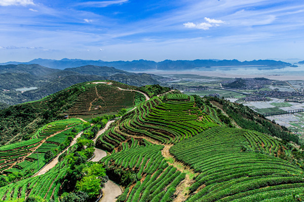 摄图网_501630497_banner_福建长龙茶山（企业商用）.jpg
