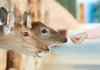 美好“质”造 | 德胧如何打造全网好评的亲子主题房?