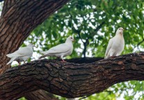 荷兰露营预定平台Campspace完成300万欧元融资