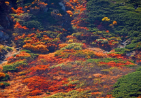 鲜艳模式！武功山把秋的色彩写成了诗！