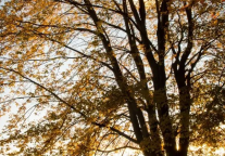 雅阁酒店集团|镇江西津渡雅阁璞邸酒店，二月爱的真谛