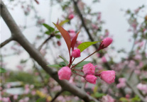 北京将府公园景区5月9日起暂停接待