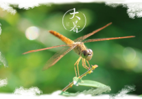 大暑｜何以消烦暑？—即刻开启夏日狂想