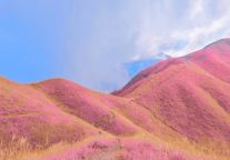 如果武功山变成粉的！你也会心动吗？