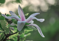 谷安迪：全国疫情出现反弹，酒旅业的春天在哪里？