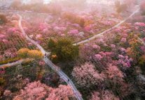 春回金陵，于格盟酒店一枕美梦