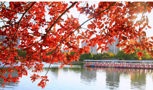 北京市属公园发布30处彩叶观赏打卡地