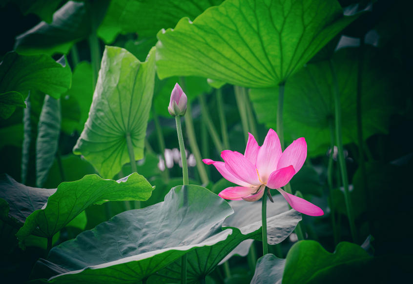 荷花.png