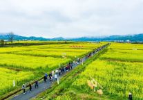 春风十里·明月山赏花季活动启幕，遇见最美花海！
