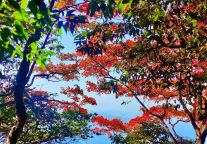 云海翻涌，枫叶似火！武功山又一次惊艳全国！