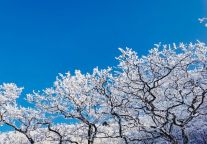 武功山：绝美雾凇已到，初雪在路上了！