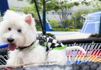 @方隅公寓的铲屎官，你最想拥有的超能力——宠物读心术来了！