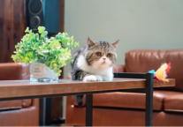 实现“0空置周转” 自如靠的是什么？