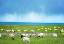 格林豪泰带您赏通辽春天：踏青草绿地，赏花海春色