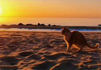 第一缕阳光 | 2021.1.1来老龙头“牛”转乾坤！